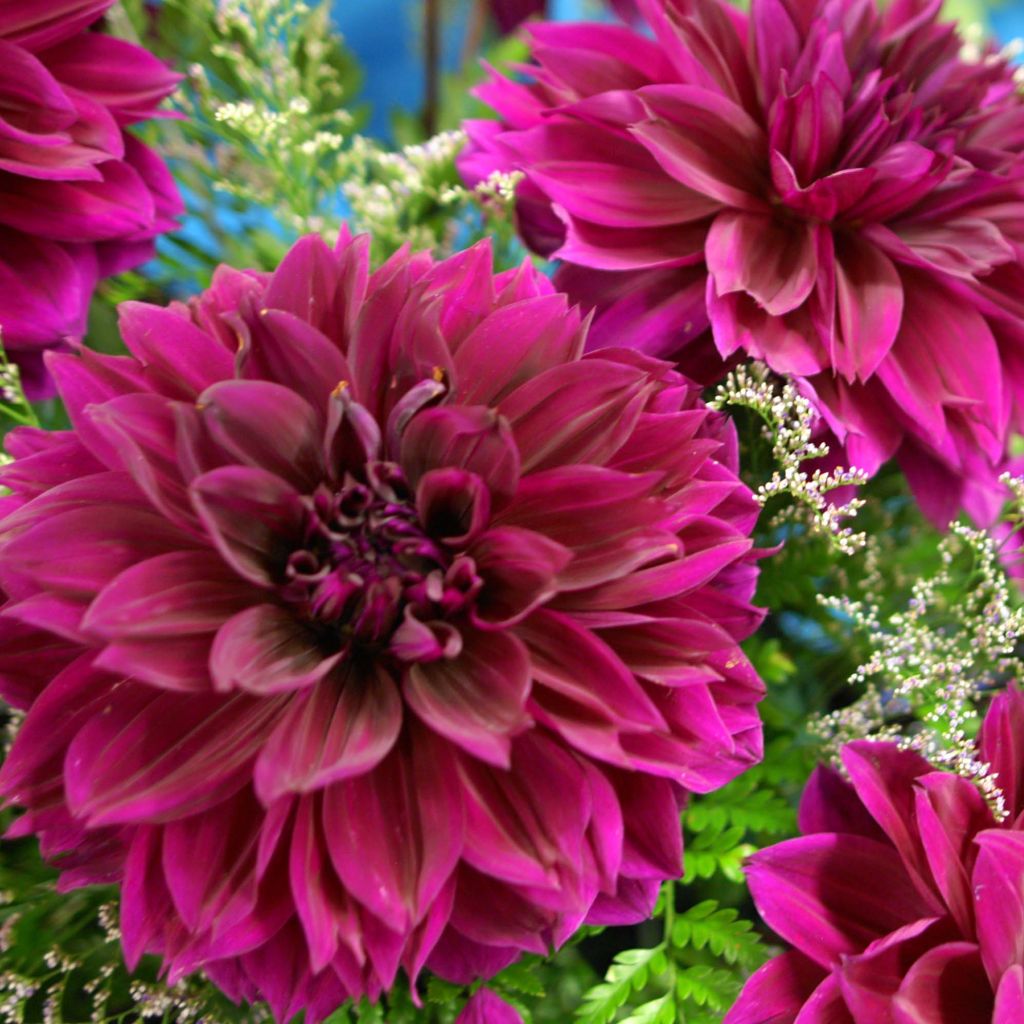 Dahlia Thomas Edison - grootbloemige dahlia