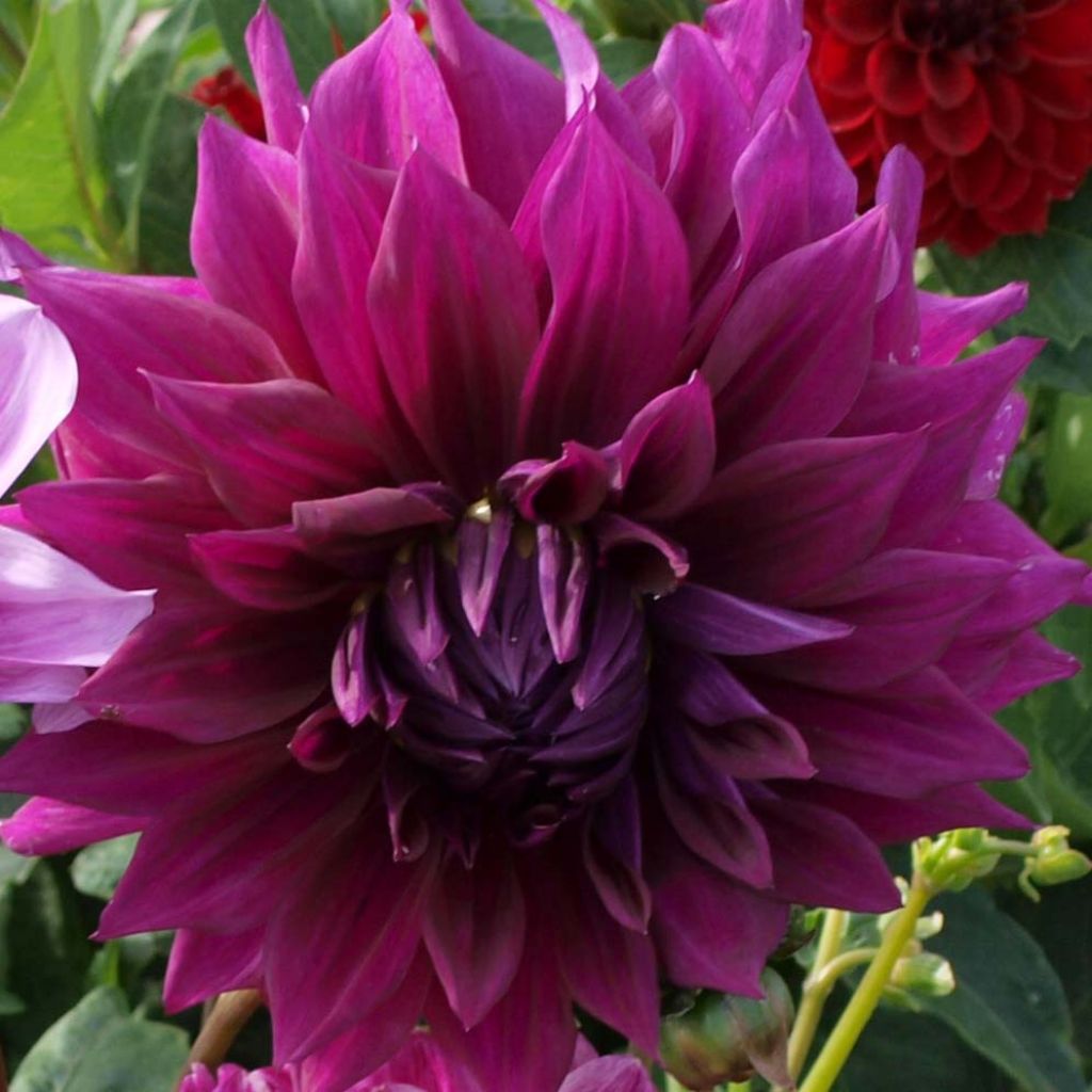 Dahlia Thomas Edison - grootbloemige dahlia