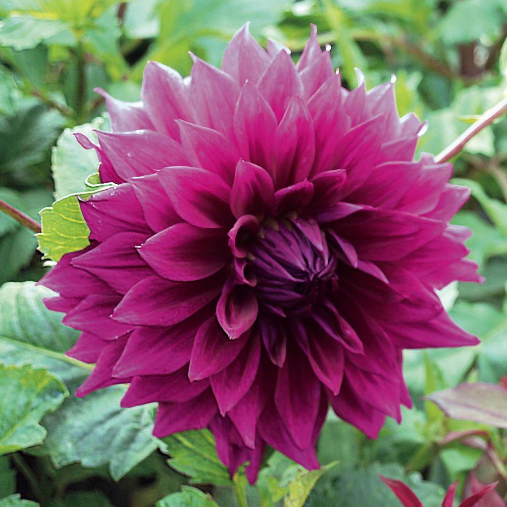 Dahlia Thomas Edison - grootbloemige dahlia