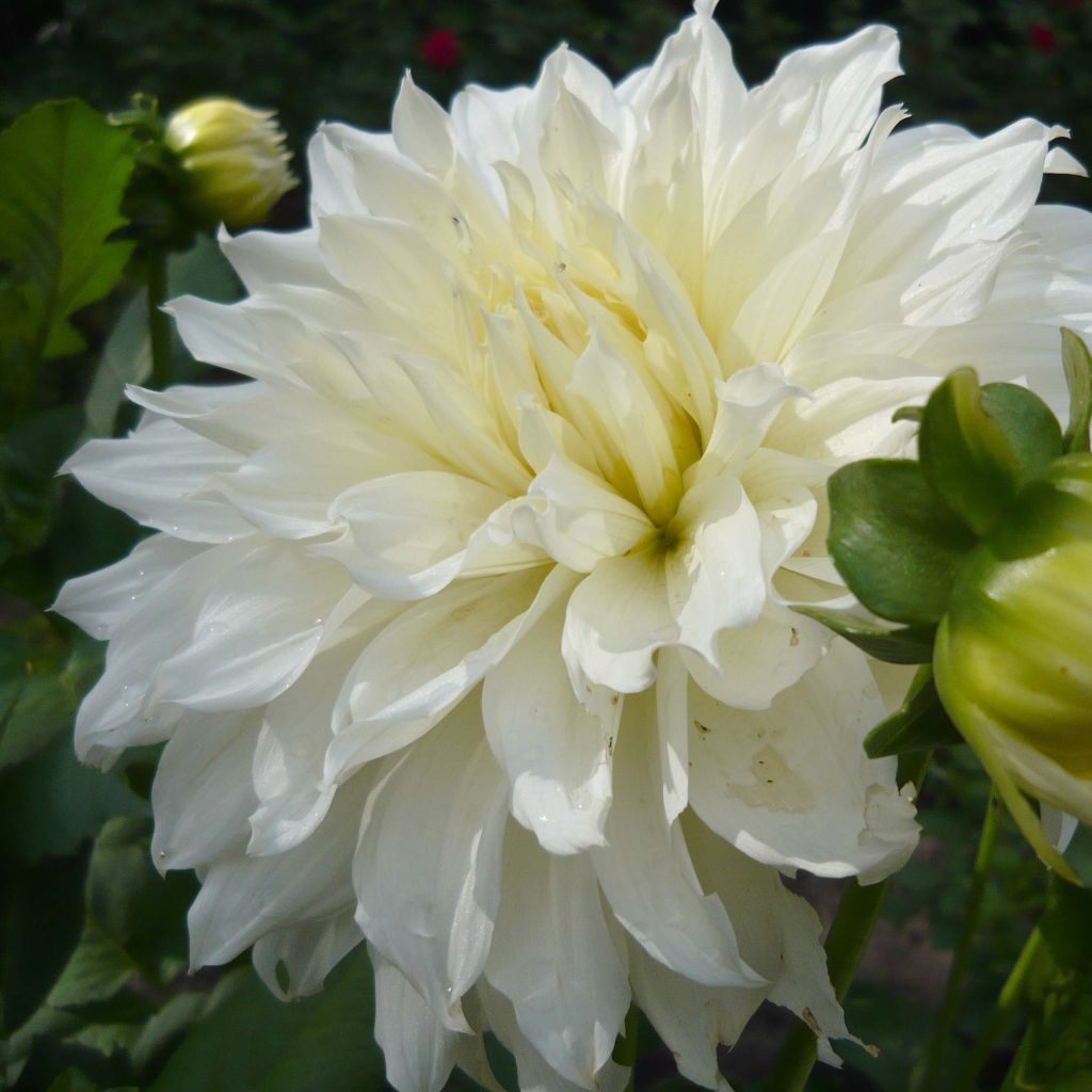 Dahlia White Perfection - grootbloemige dahlia