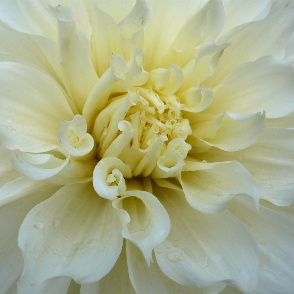 Dahlia White Perfection - grootbloemige dahlia