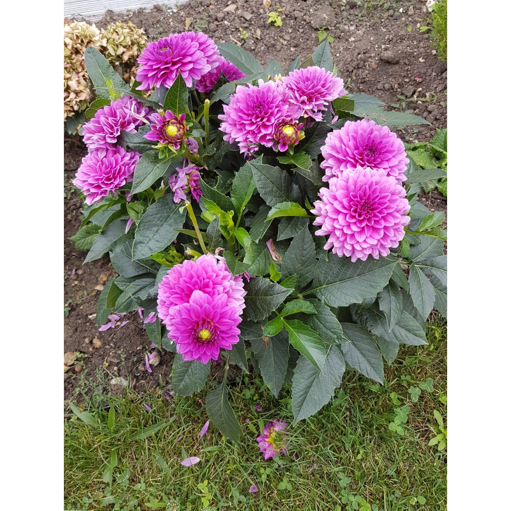 Dahlia Claudette - dwergdahlia