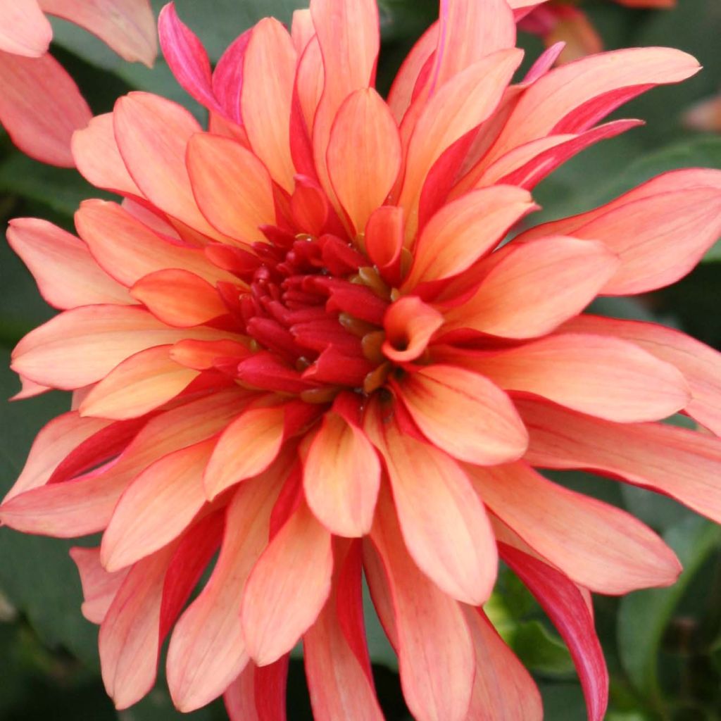 Dwergdahlia Gallery Art Deco - perkdahlia