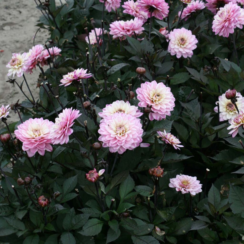 Dahlia Gallery De la Tour - dwergdahlia