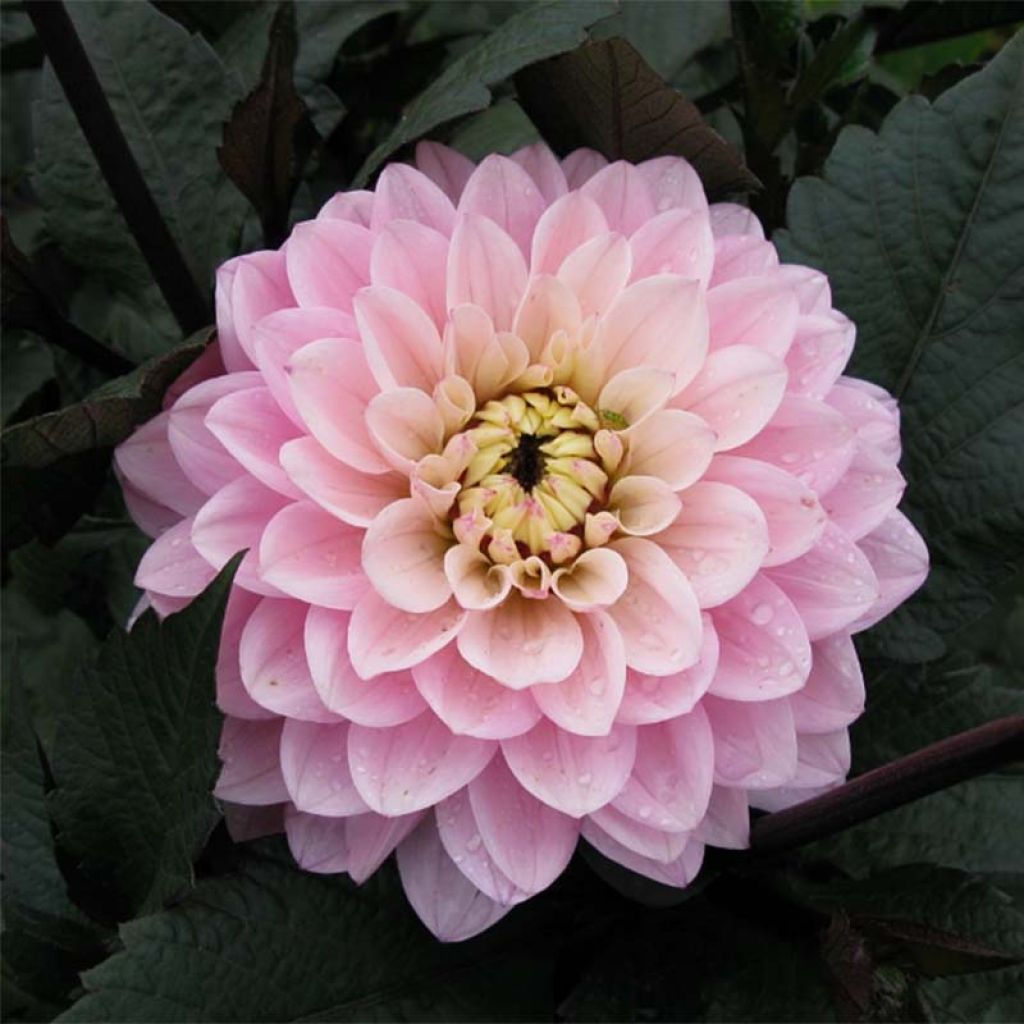 Dahlia Gallery De la Tour - dwergdahlia