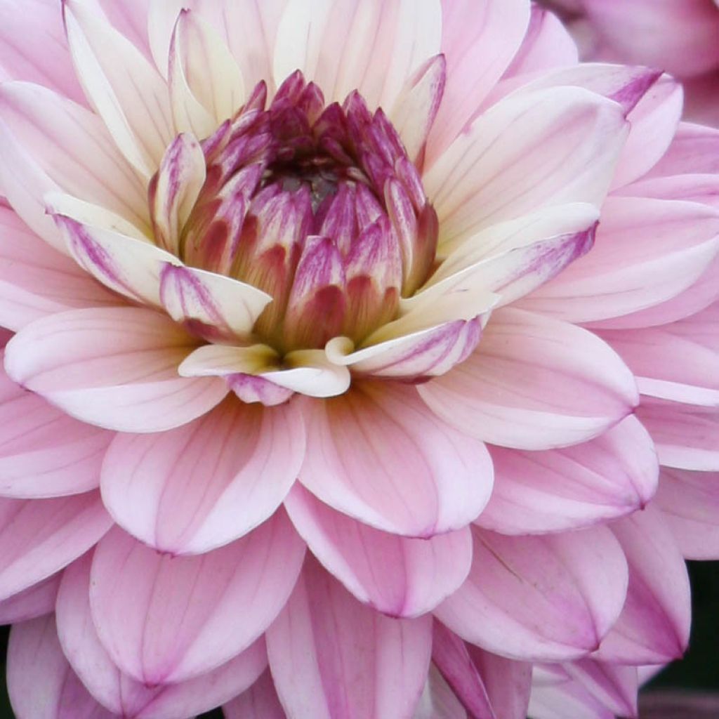 Dahlia Gallery De la Tour - dwergdahlia