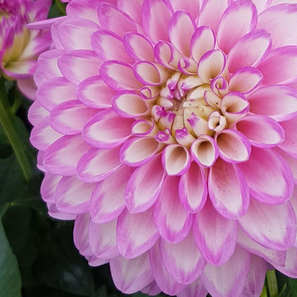 Dahlia Melody Dixie - dwergdahlia