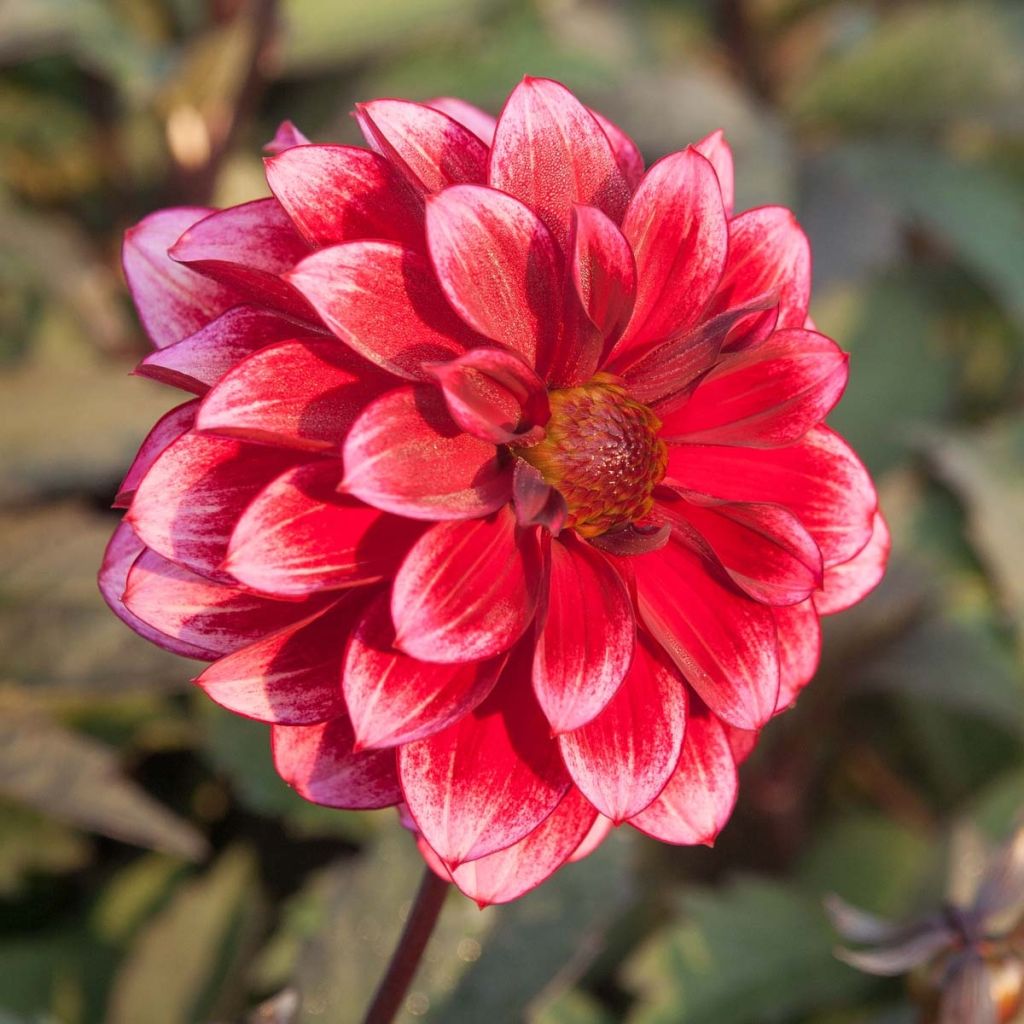Dahlia Darkarin - perkdahlia
