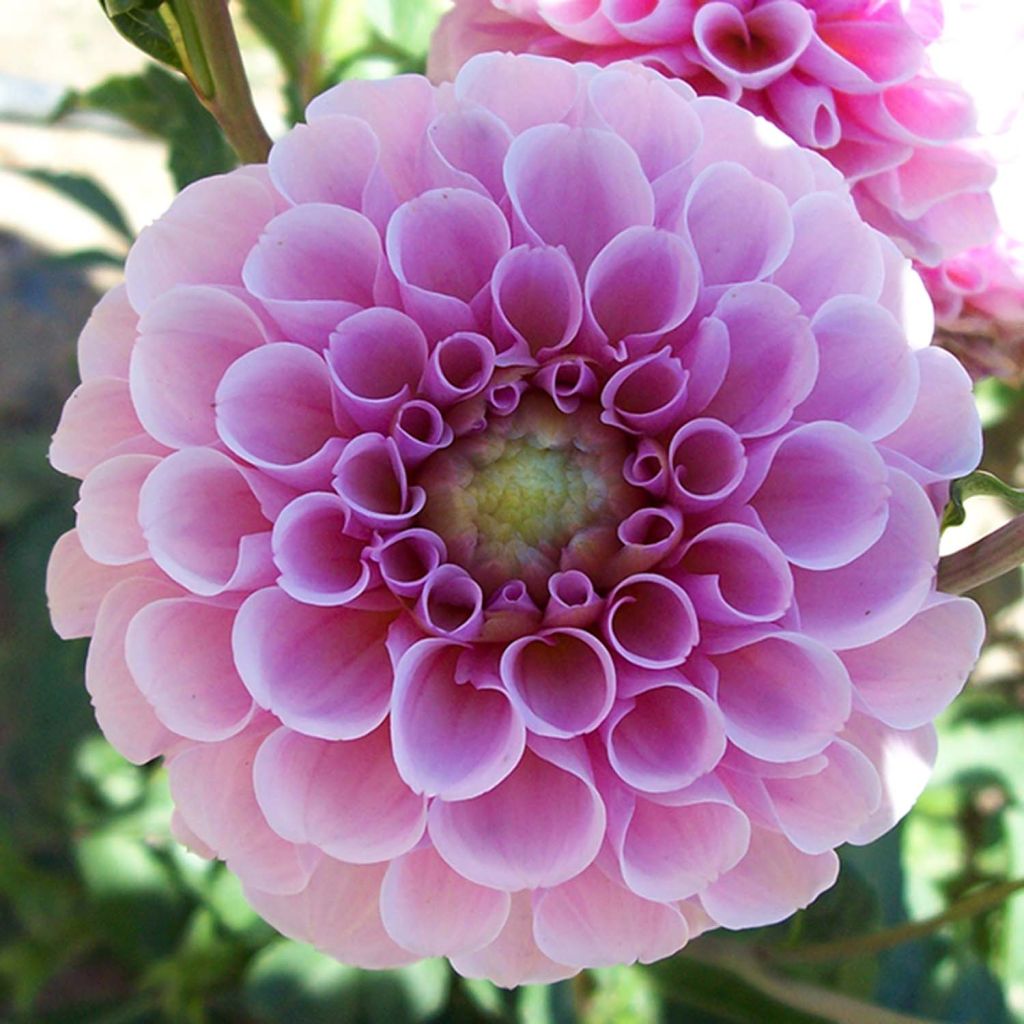 Dahlia Stolze von Berlin - pompon dahlia