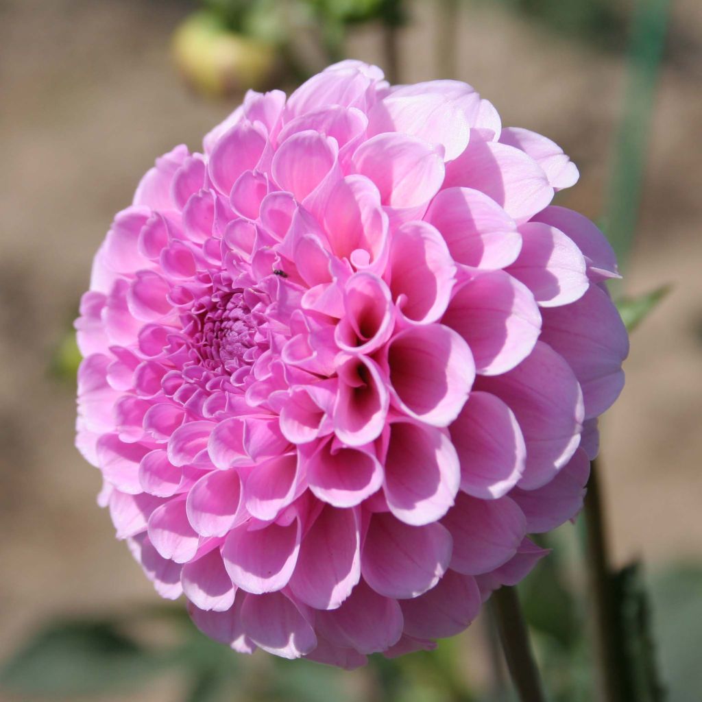 Dahlia Stolze von Berlin - pompon dahlia