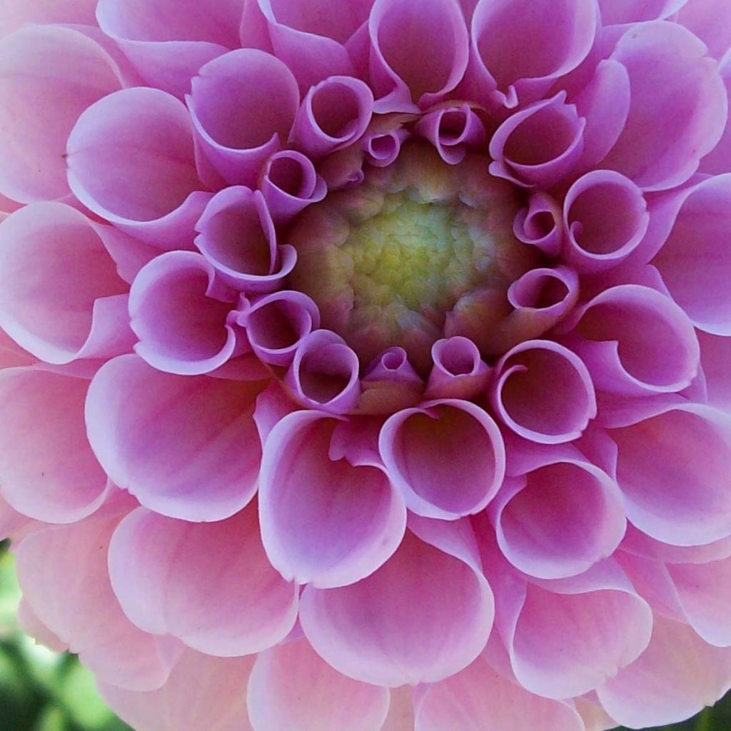 Dahlia Stolze von Berlin - pompon dahlia