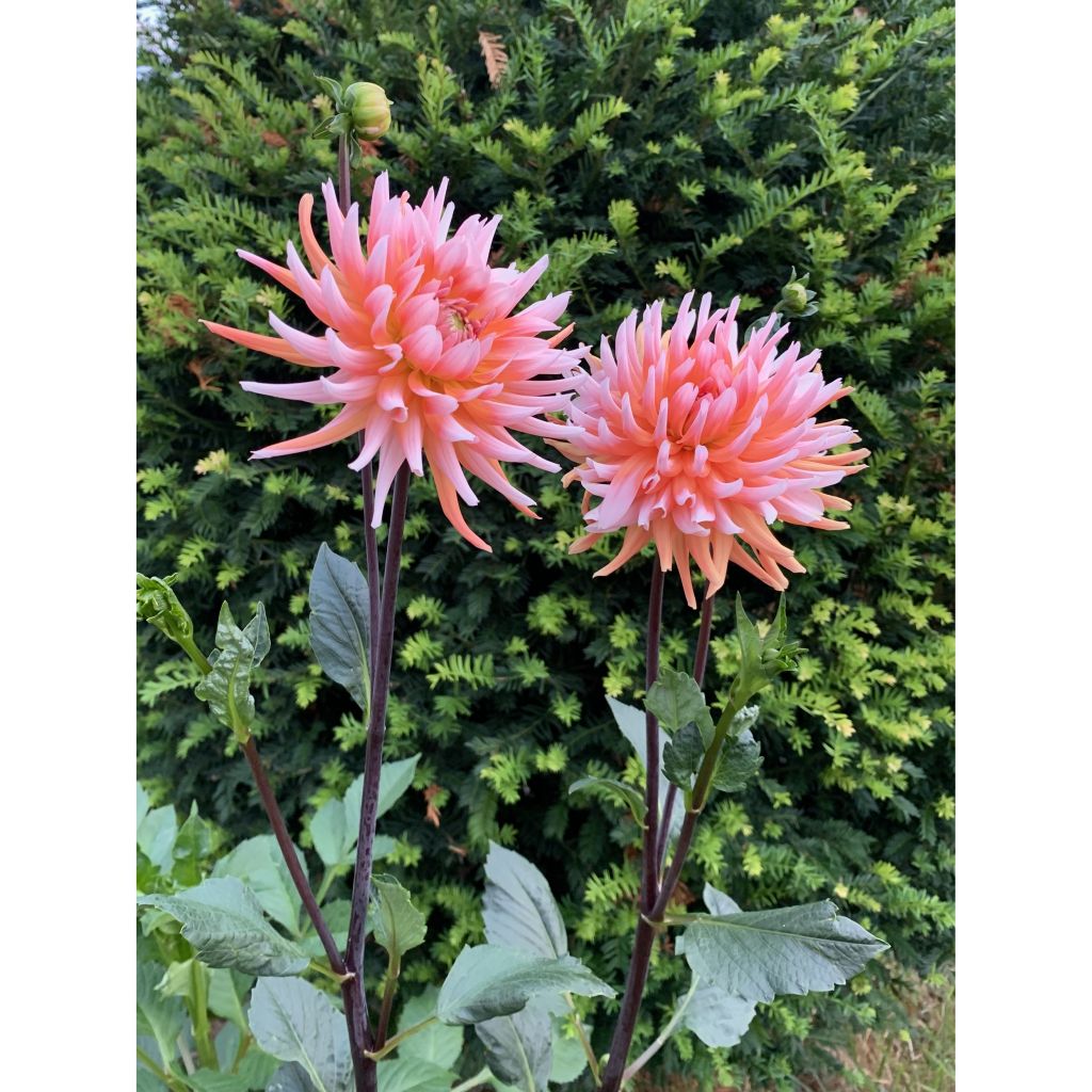 Dahlia Okapi Sunset - Semicactus dahlia