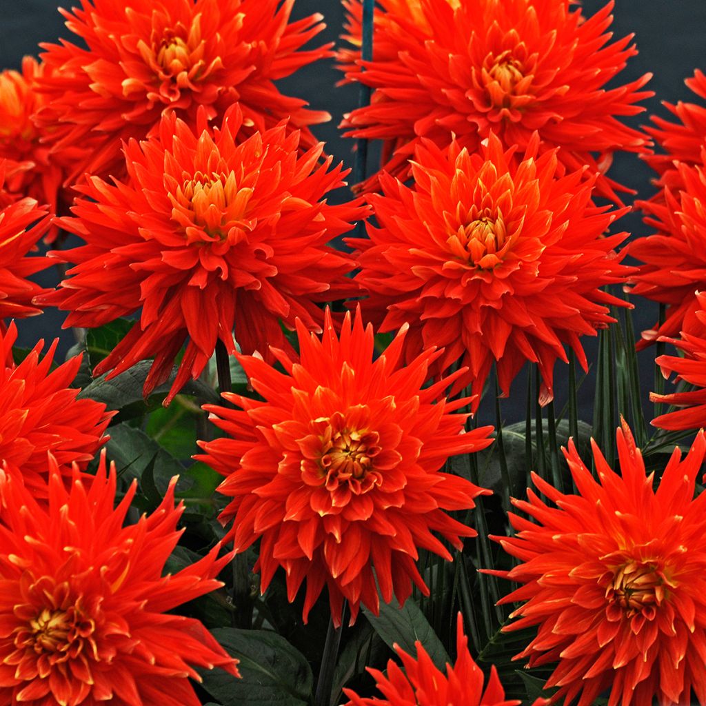 Dahlia Vulcan - Semicactus dahlia