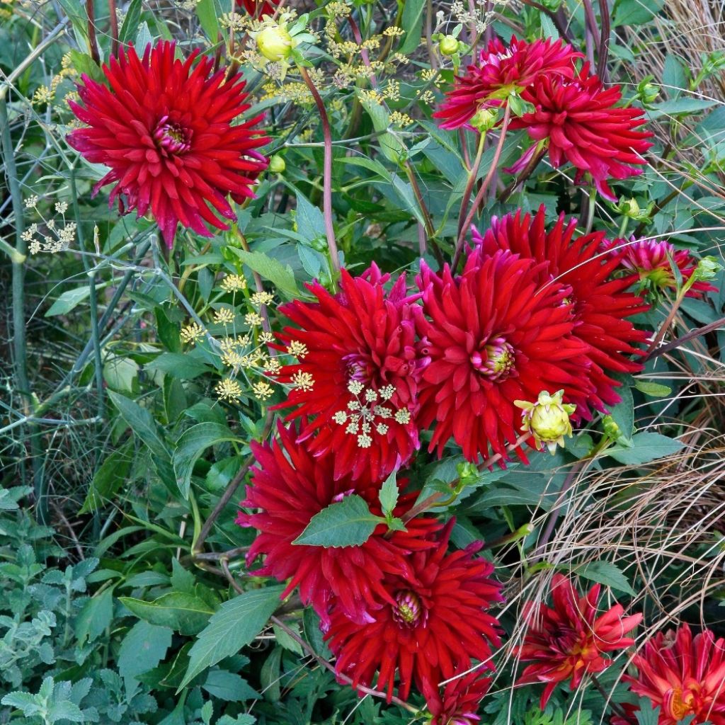 Dahlia Chat Noir - cactusdahlia