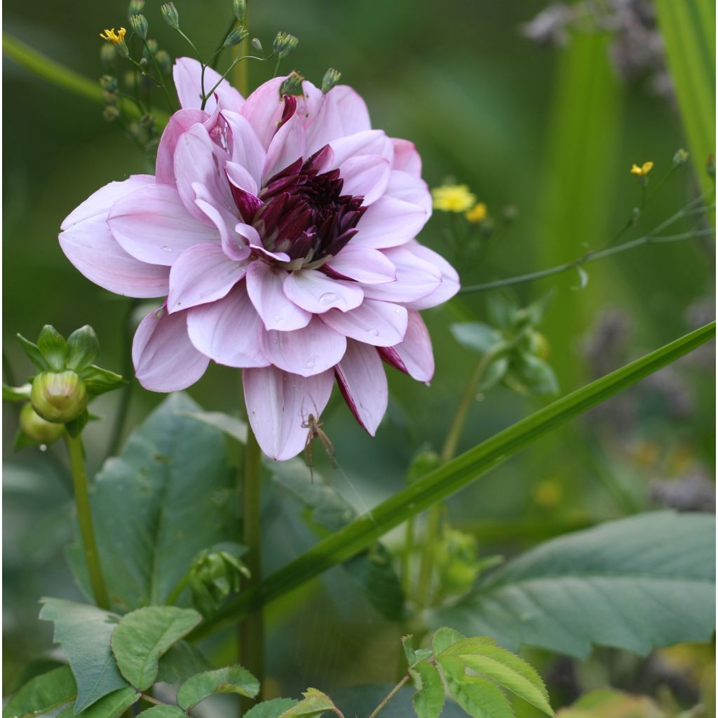 Dahlia Creme de Cassis - decoratieve dahlia