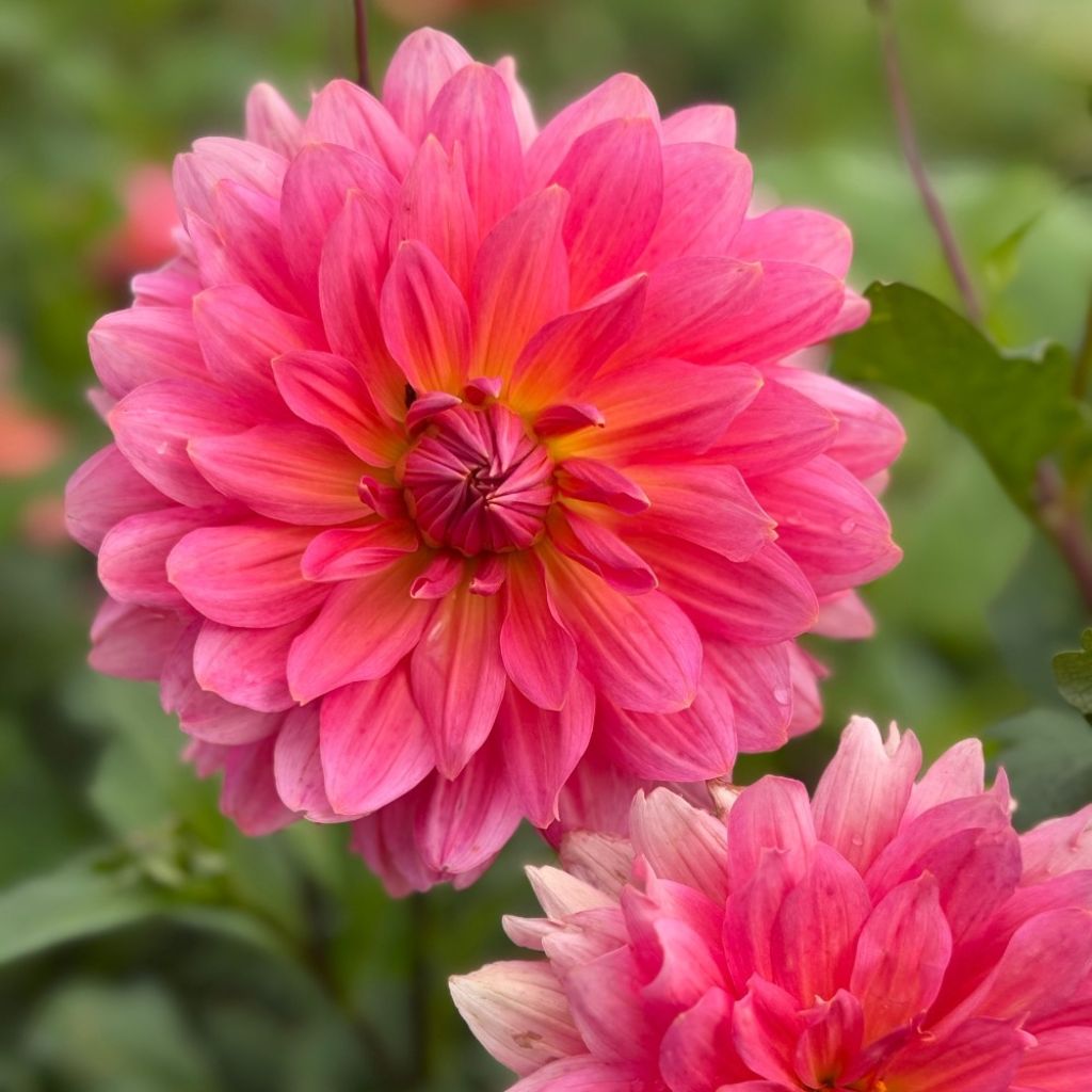 Dahlia Napoli - decoratieve dahlia