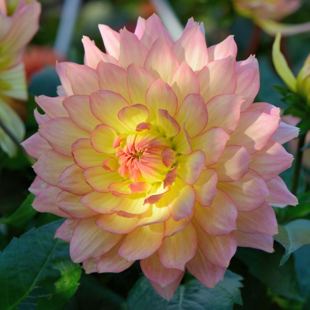 Dwergdahlia Gallery Pablo - perkdahlia