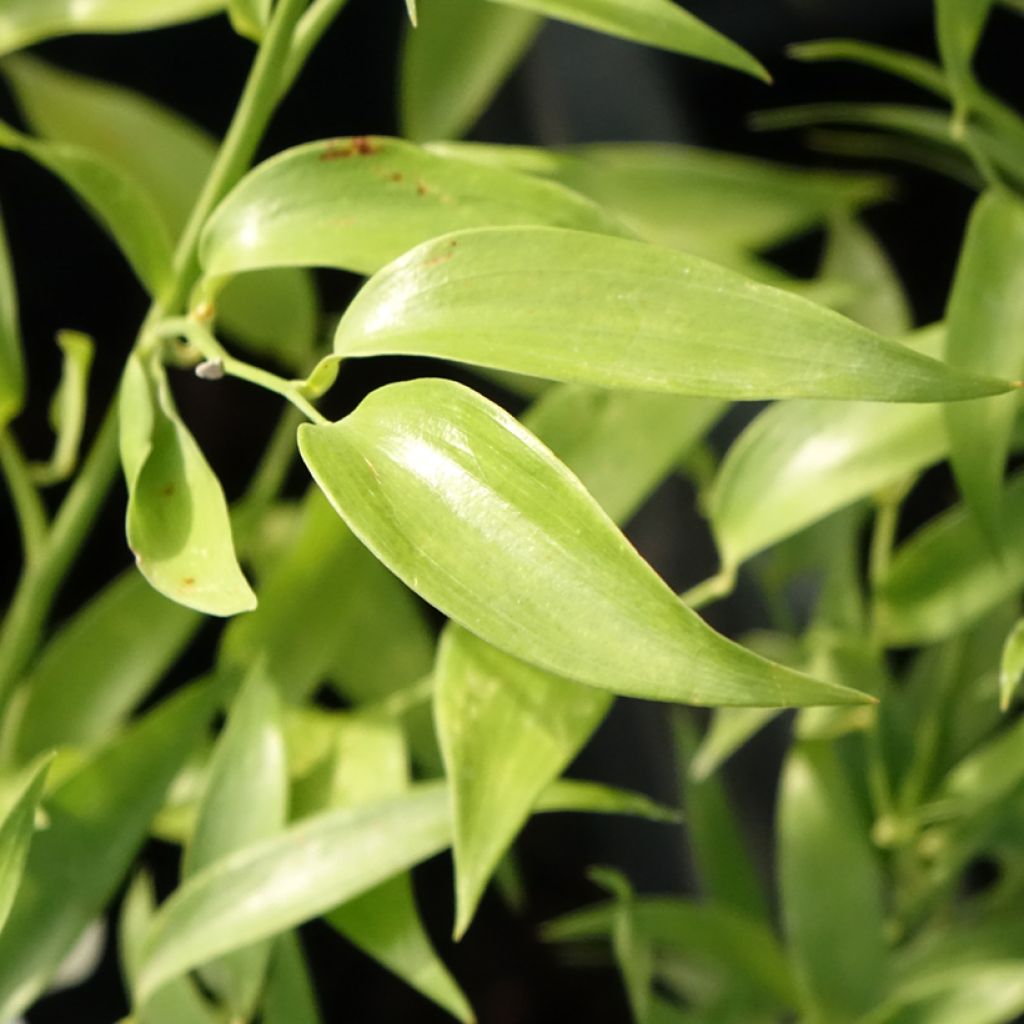 Danae racemosa - Alexandrijnse laurier