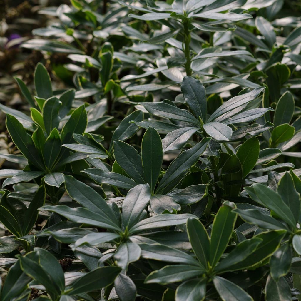Daphne odora Aureomarginata - Peperboompje