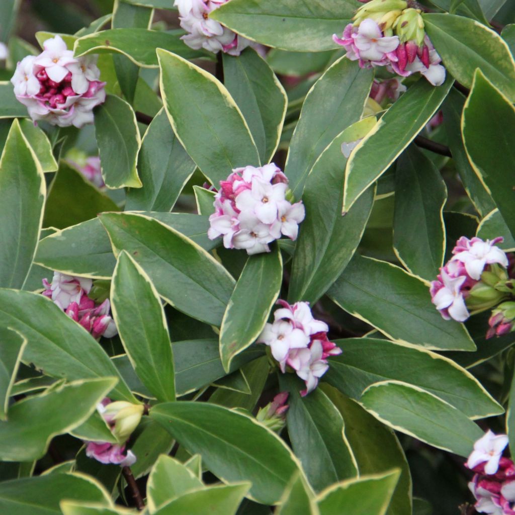 Daphne odora Aureomarginata - Peperboompje