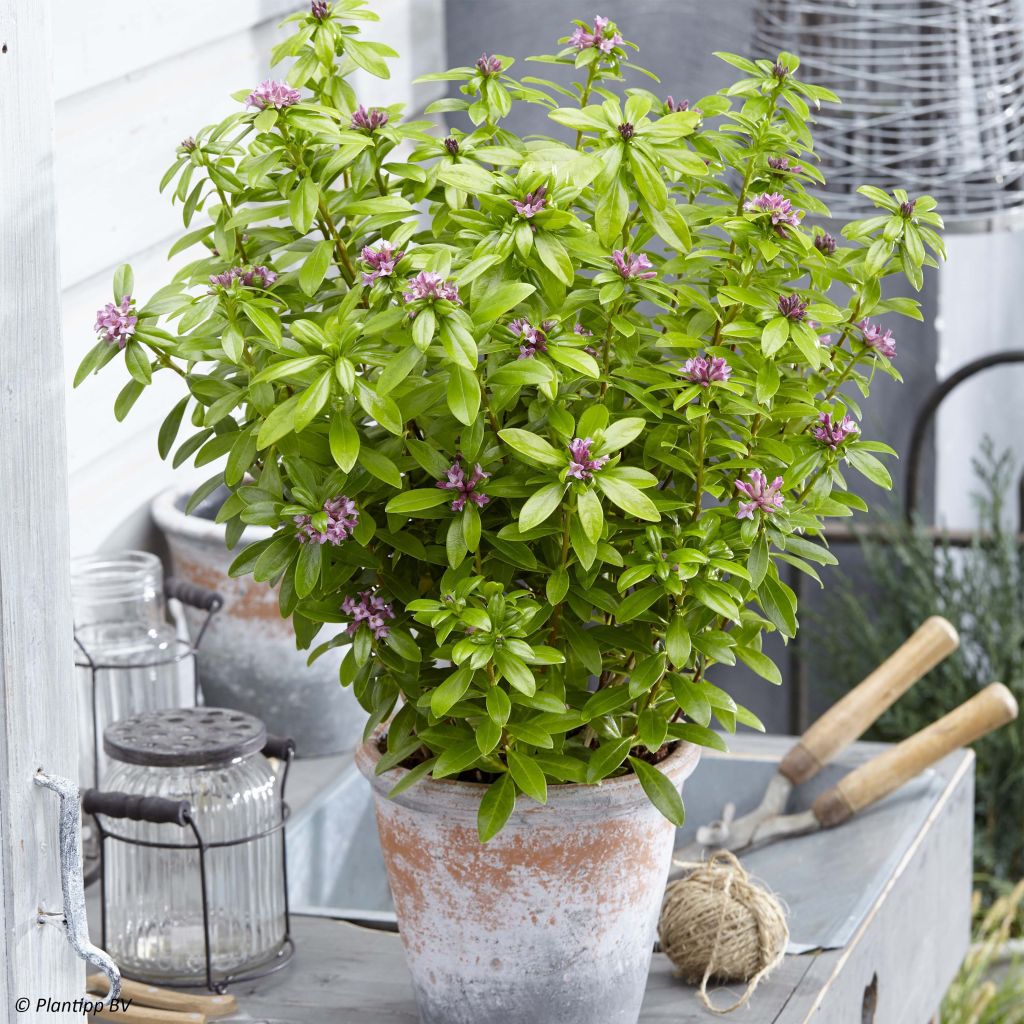 Daphne odora Sweet Amethyst - Peperboompje