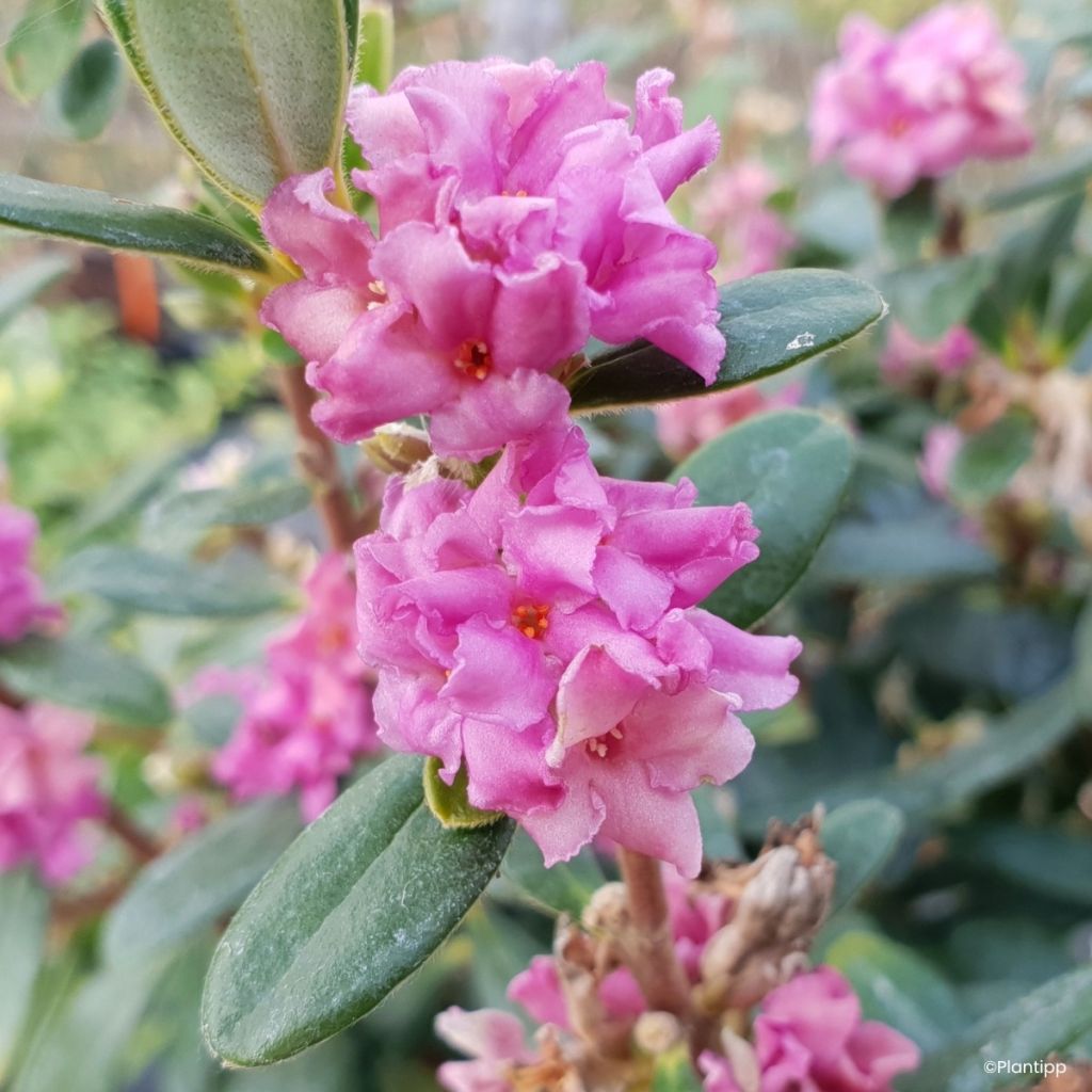 Daphne Sweetheart - Peperboompje