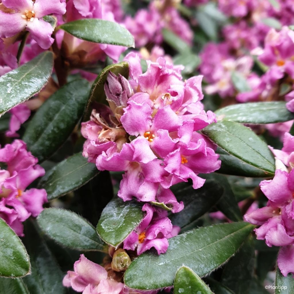 Daphne Sweetheart - Peperboompje