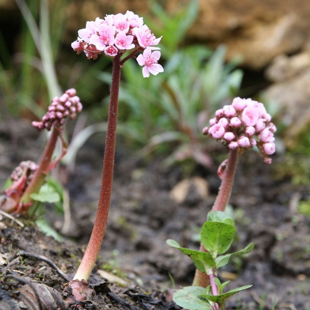 Darmera peltata - Schildblad