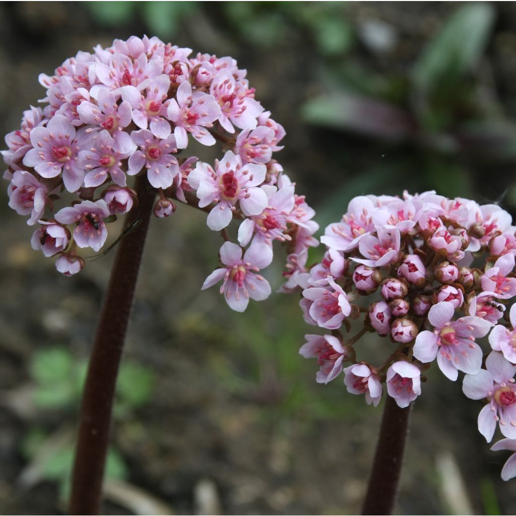 Darmera peltata - Schildblad