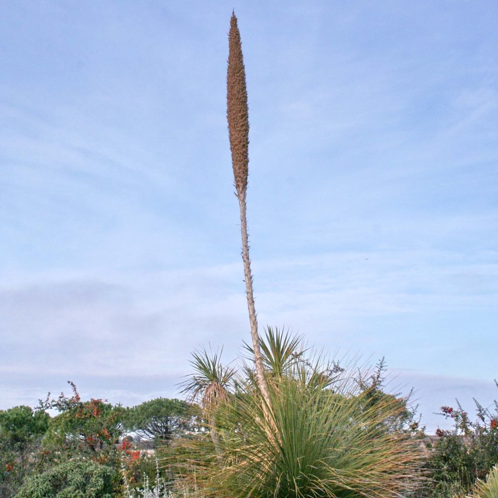 Dasylirion longissimum - Mexicaanse grasboom