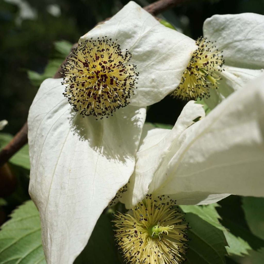Davidia involucrata - Zakdoekjesboom