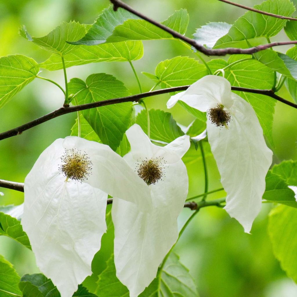 Davidia involucrata - Zakdoekjesboom