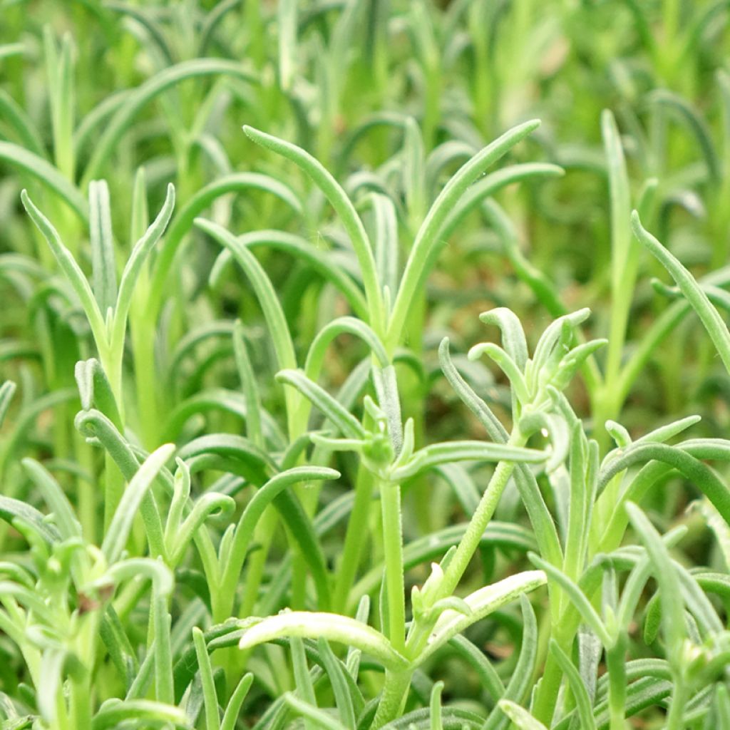 Delosperma Wheels of Wonder Violet - Ijsbloem