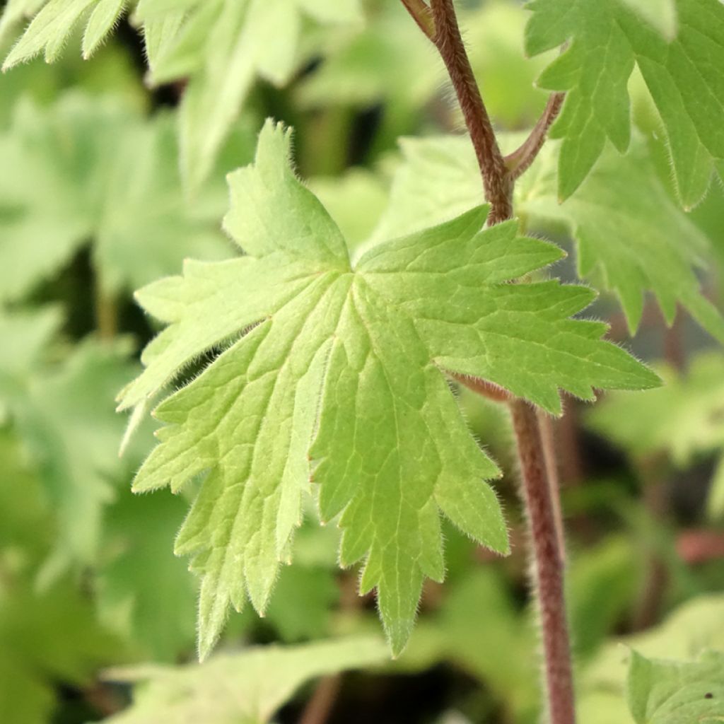 Delphinium Deep Rose-White Bee - Ridderspoor
