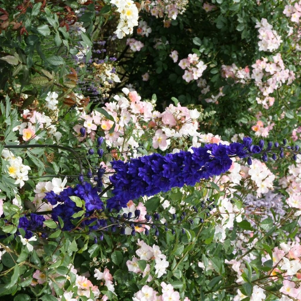 Delphinium Pacific Black Knight - Ridderspoor