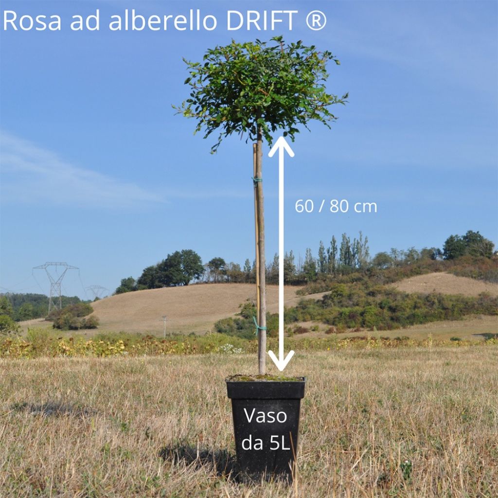 Rosa Icy Drift - Bodembedekkende roos