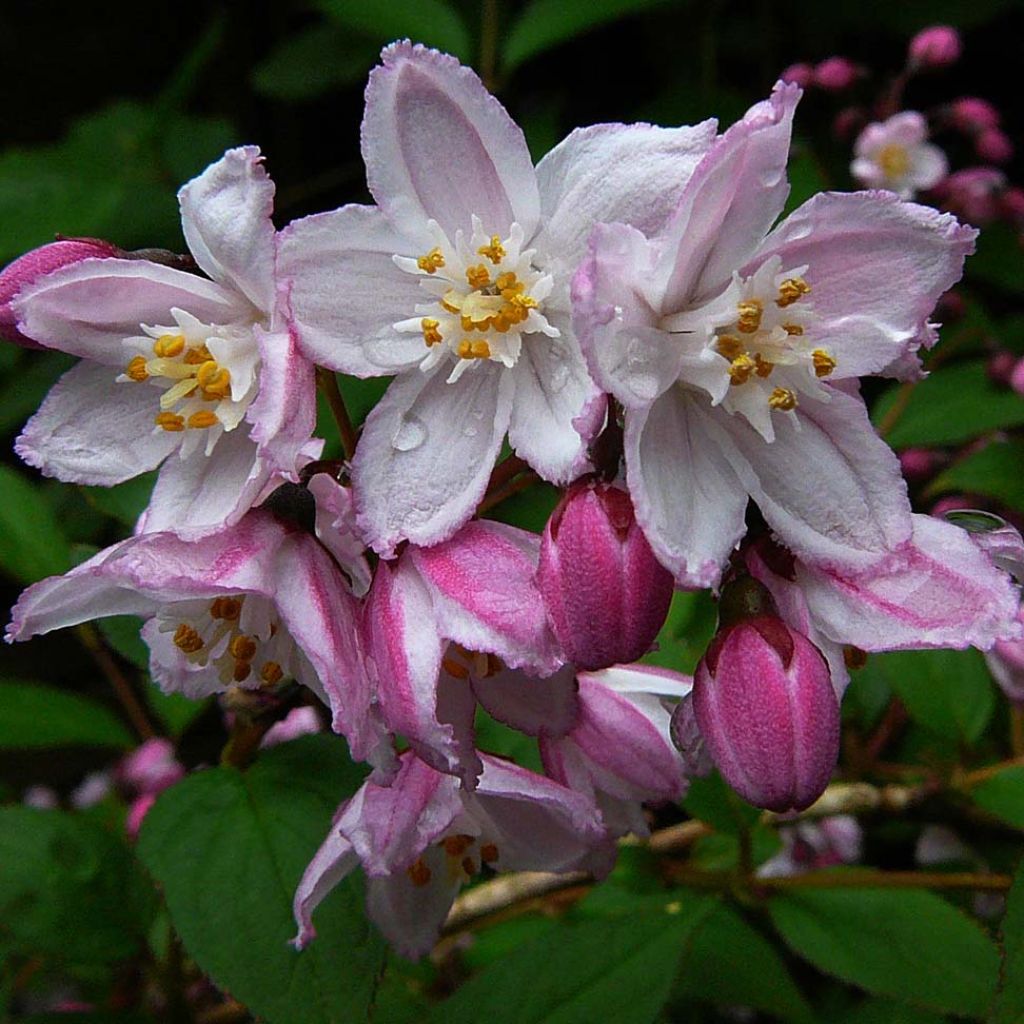 Deutzia purpurascens Kalmiiflora - Bruidsbloem