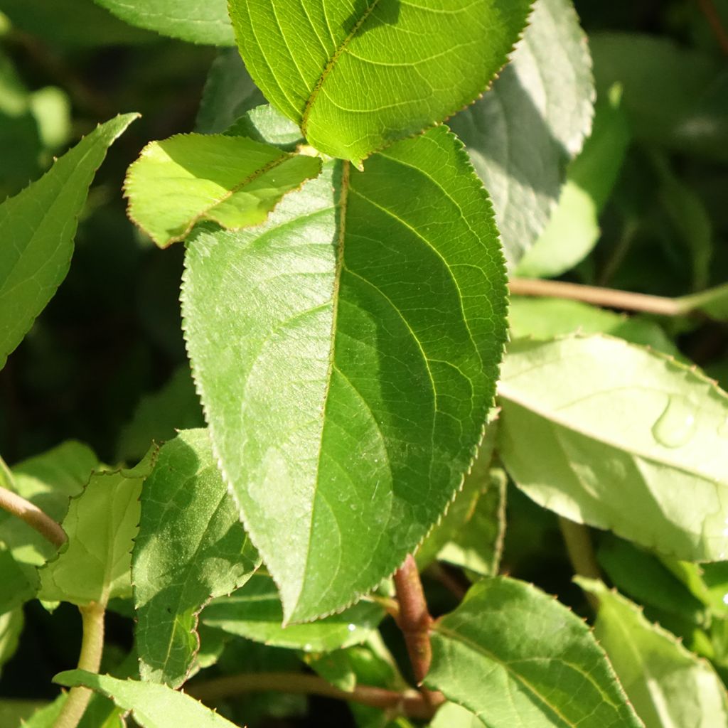 Deutzia scabra Punctata - Bruidsbloem