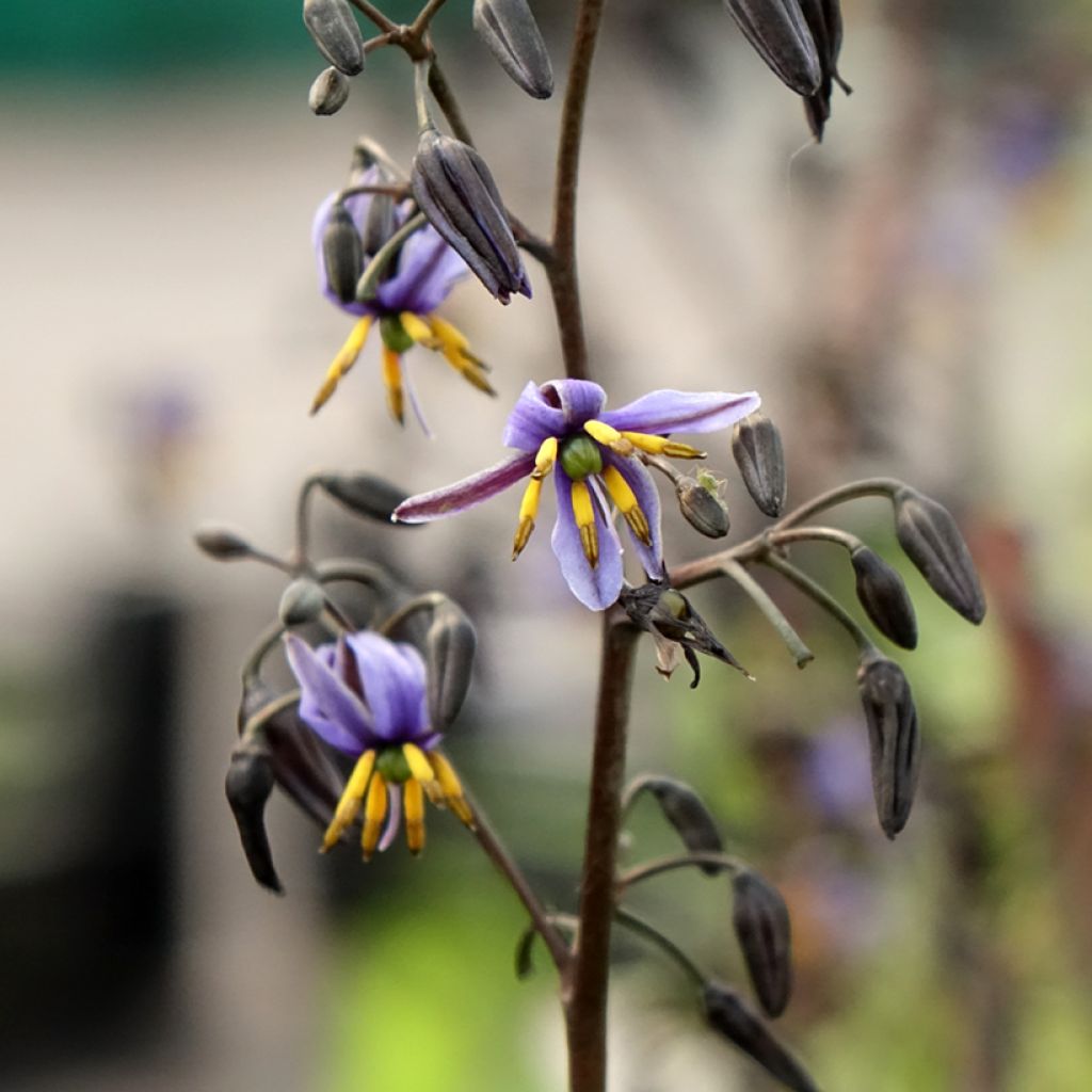Dianella tasmanica Blaze - Tasmaanse vlaslelie