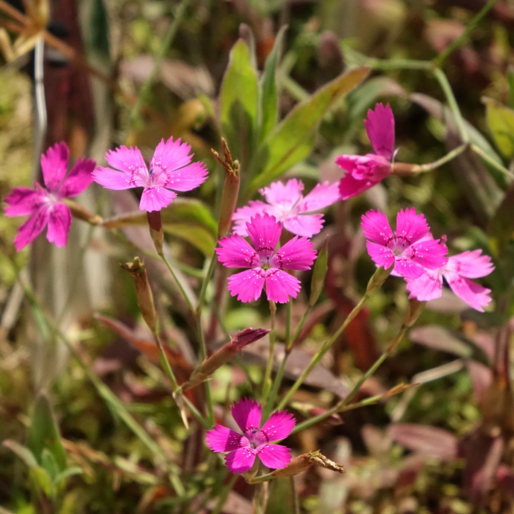 Dianthus deltoides - Steenanjer