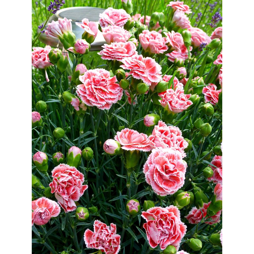 Dianthus Scent First Coral Reef - Grasanjer