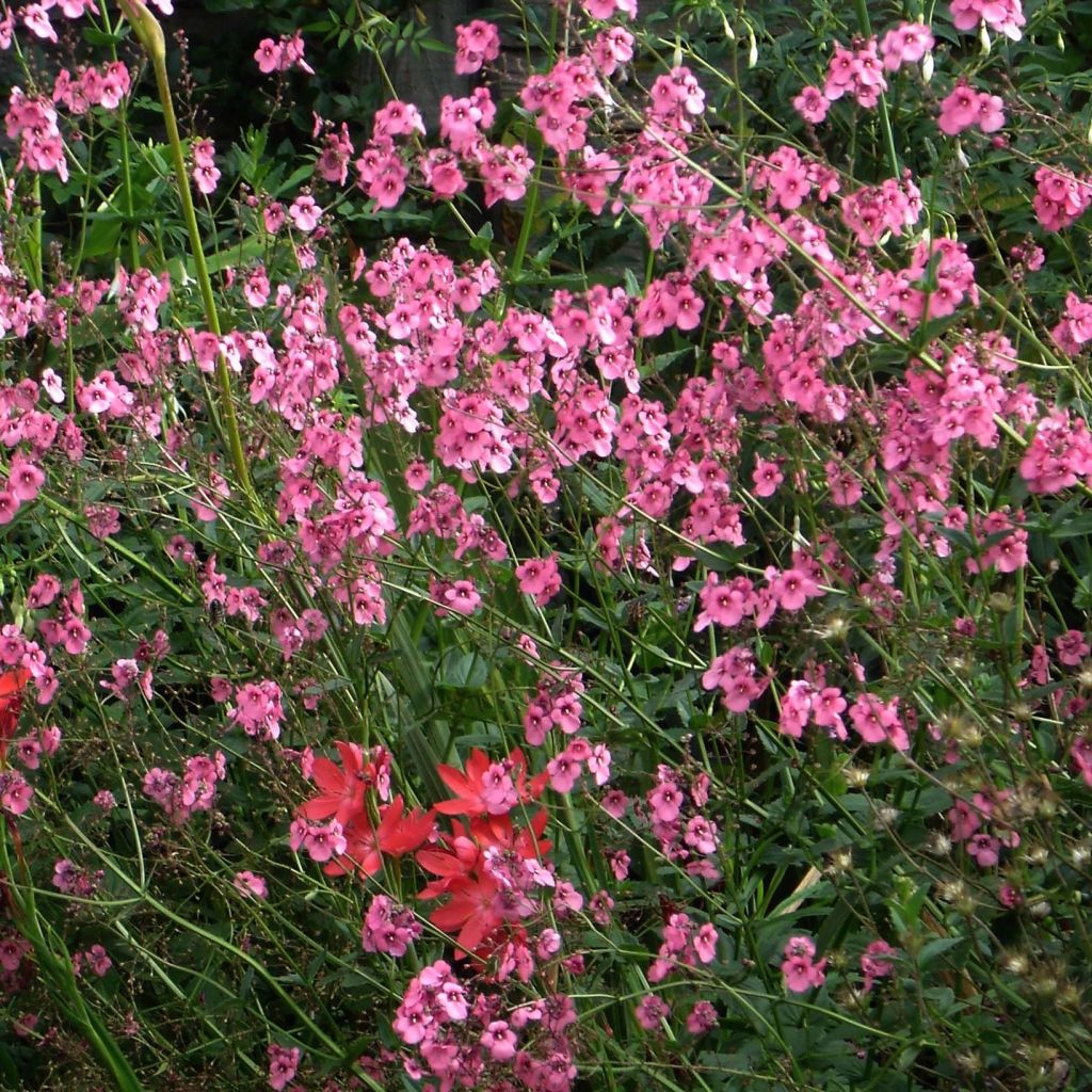 Diascia personata - Elfenspoor