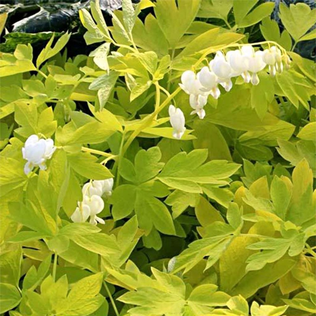 Dicentra spectabilis White Gold - Gebroken hartje