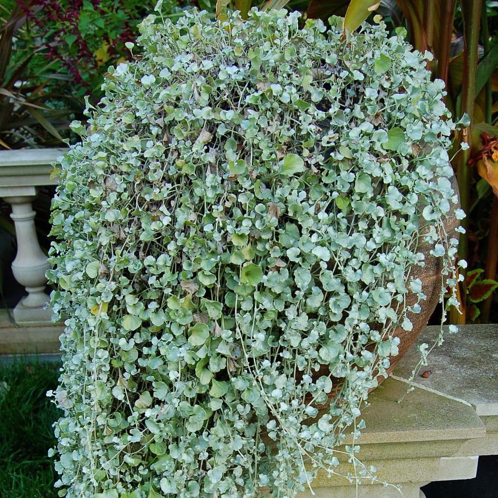 Dichondra Silver Falls - Zilveren dichondra
