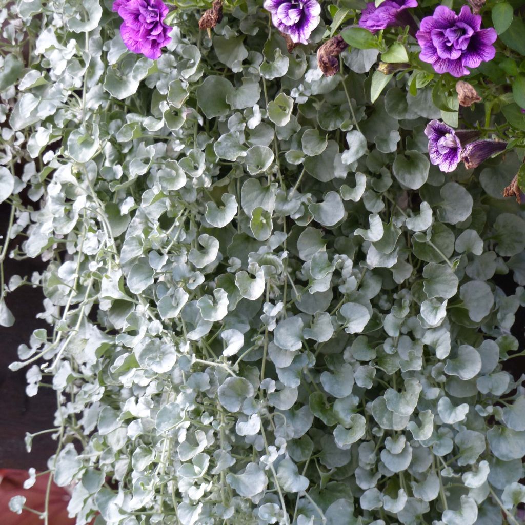 Dichondra Silver Falls - Zilveren dichondra