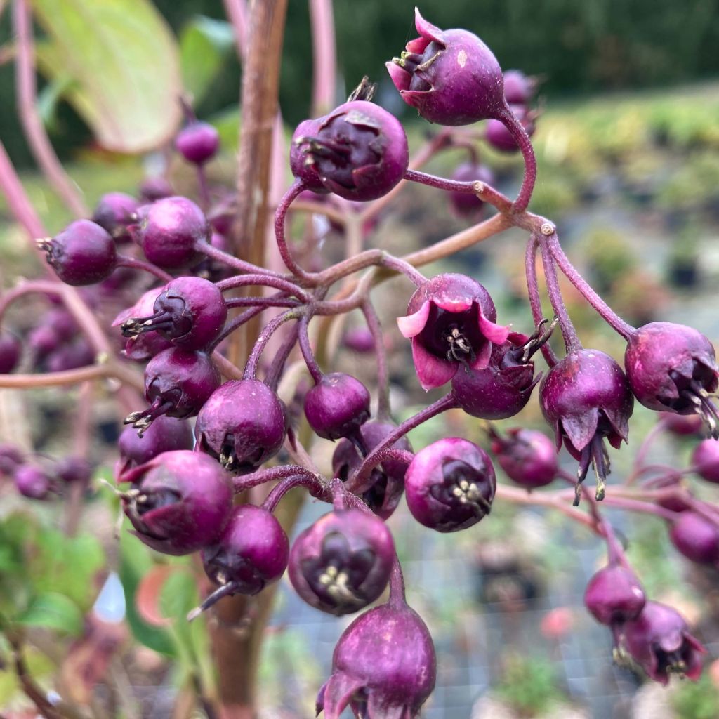 Dichroa Marie - Chang shan