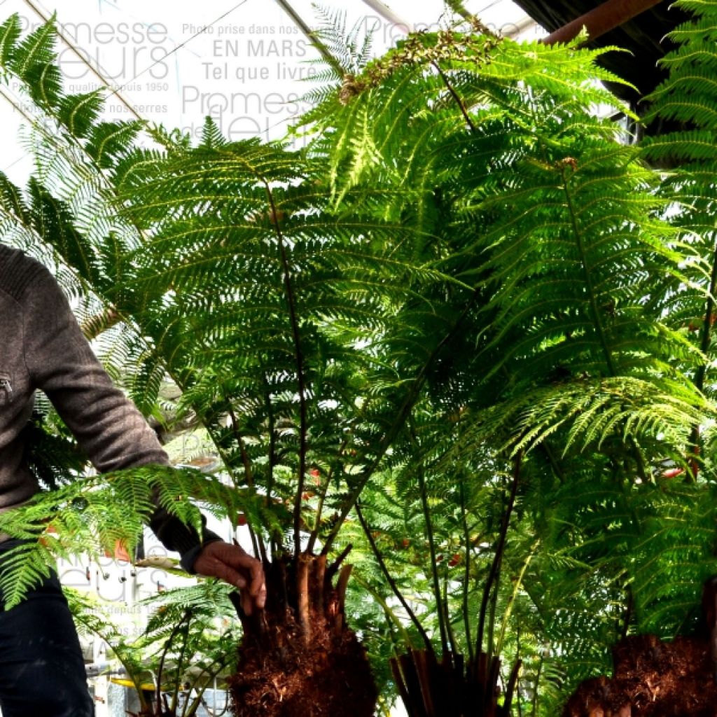 Dicksonia antarctica - Tasmaanse boomvaren