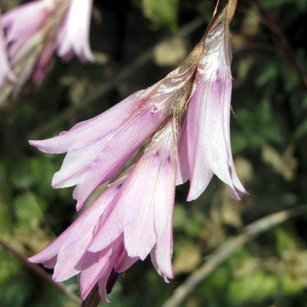 Dierama Pink Rocket - Engelenhengel