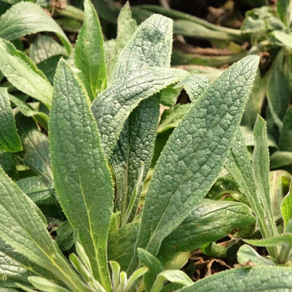 Digiplexis Illumination Raspberry - Vingerhoedskruid