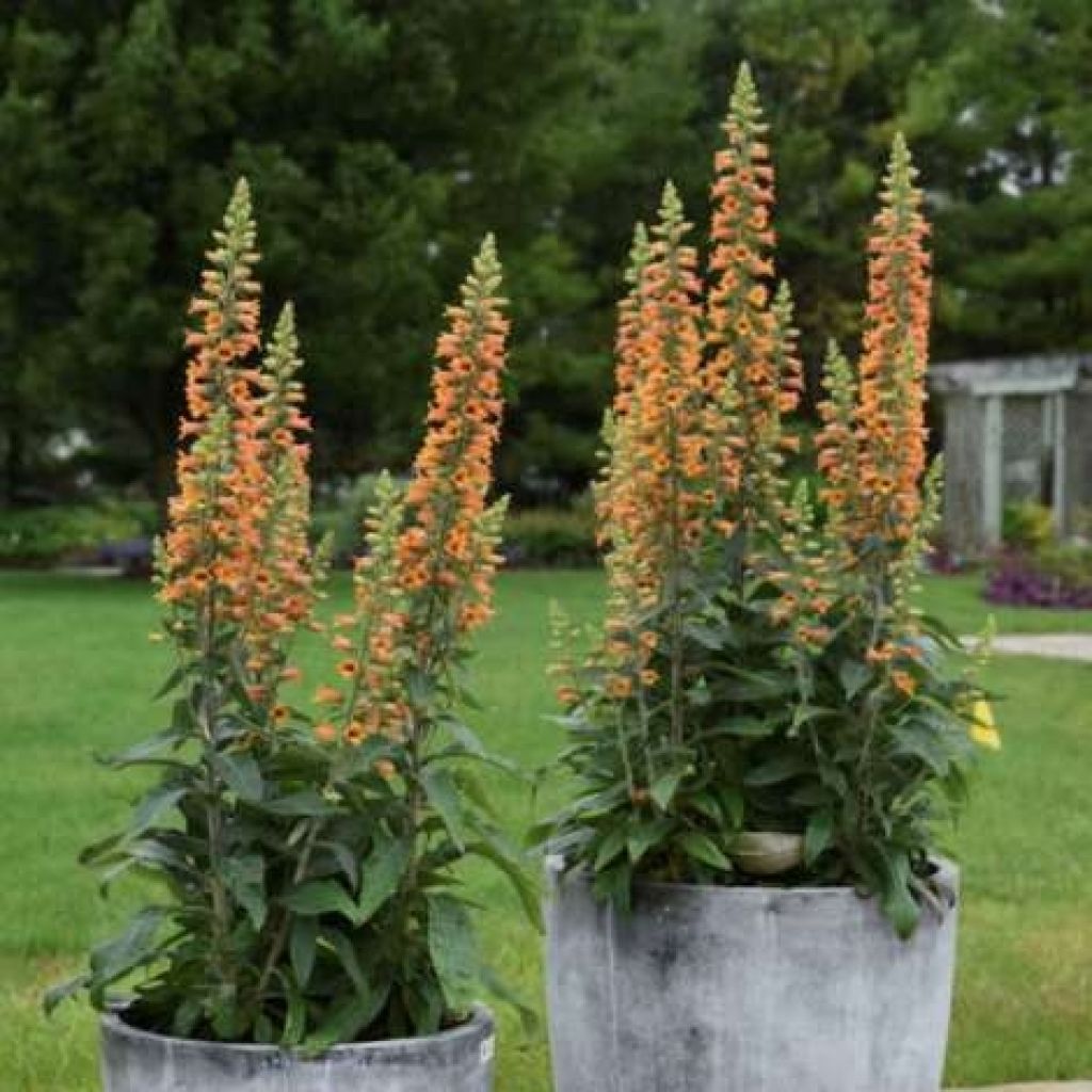 Digitalis valinii Firecracker - Vingerhoedskruid